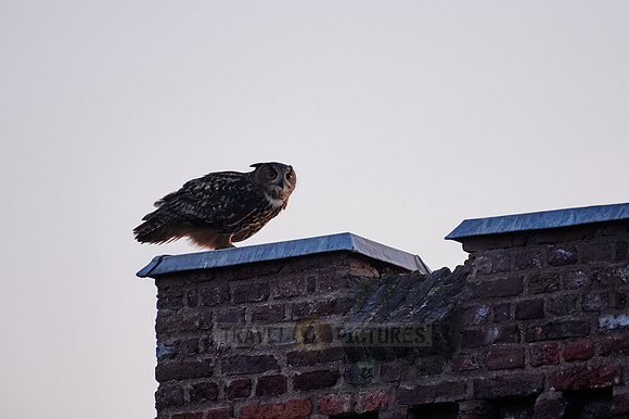 Eurasian eagle-owl (Bubo bubo)