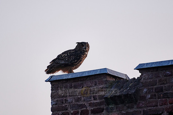 Eurasian eagle-owl (Bubo bubo)