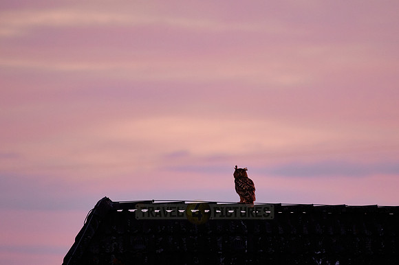 Eurasian eagle-owl (Bubo bubo) on roof while sunset