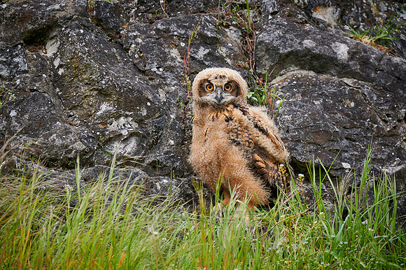 young Eurasian eagle-owl (Bubo bubo)