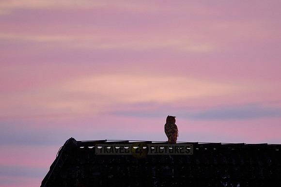 Eurasian eagle-owl (Bubo bubo) on roof while sunset