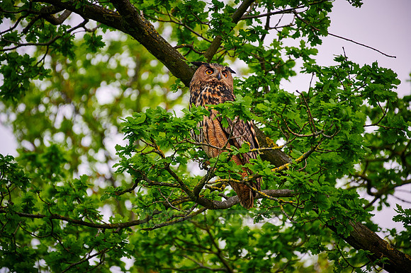 Eurasian eagle-owl (Bubo bubo) sitting on a branch inside a tree