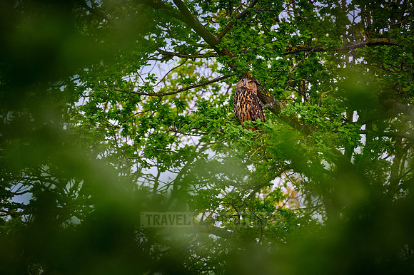 Eurasian eagle-owl (Bubo bubo) sitting on a branch inside a tree