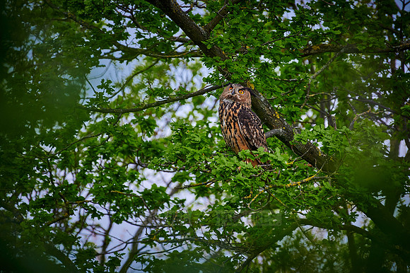 Eurasian eagle-owl (Bubo bubo) sitting on a branch inside a tree