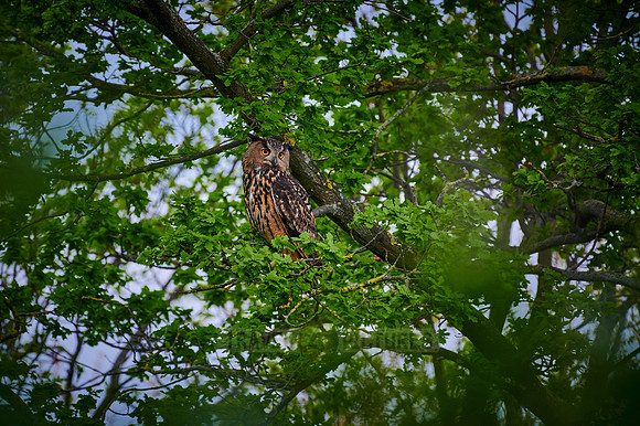 Eurasian eagle-owl (Bubo bubo) sitting on a branch inside a tree