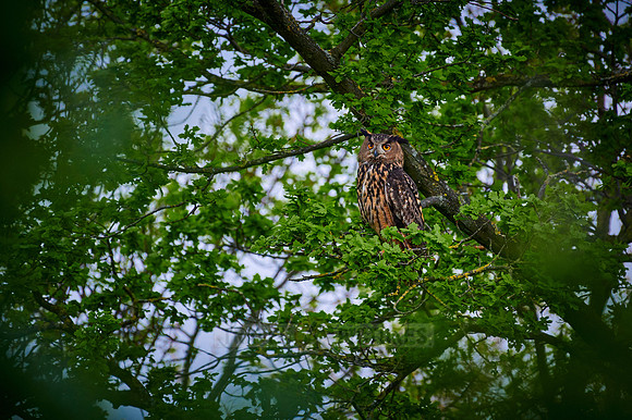 Eurasian eagle-owl (Bubo bubo) sitting on a branch inside a tree