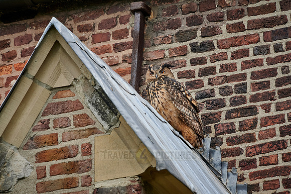 Eurasian eagle-owl (Bubo bubo) sitting on the roof of a church