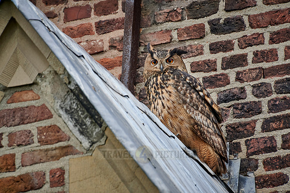 Eurasian eagle-owl (Bubo bubo) sitting on the roof of a church