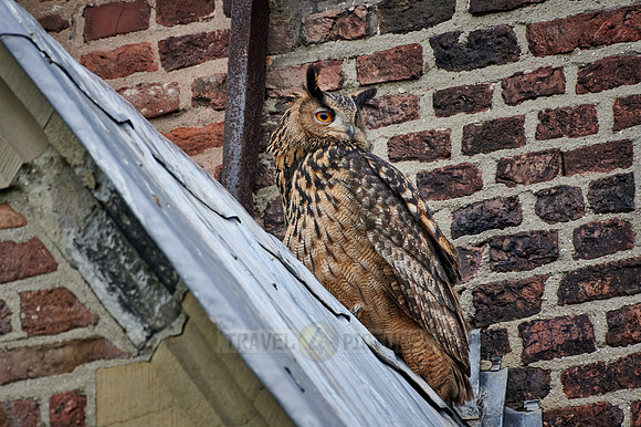 Eurasian eagle-owl (Bubo bubo) sitting on the roof of a church