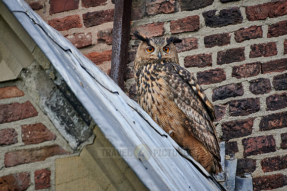 Eurasian eagle-owl (Bubo bubo) sitting on the roof of a church