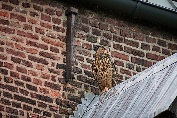 Eurasian eagle-owl (Bubo bubo) sitting on the roof of a church