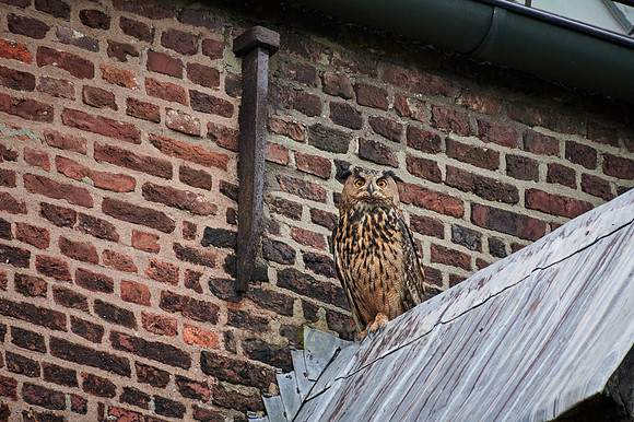 Eurasian eagle-owl (Bubo bubo) sitting on the roof of a church