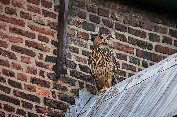 Eurasian eagle-owl (Bubo bubo) sitting on the roof of a church