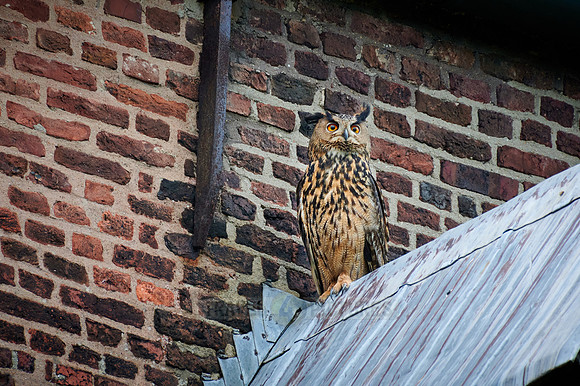 Eurasian eagle-owl (Bubo bubo) sitting on the roof of a church