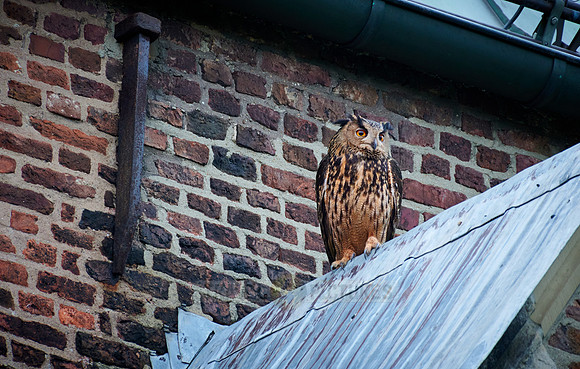 Eurasian eagle-owl (Bubo bubo) sitting on the roof of a church