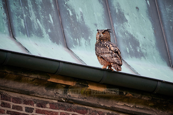Eurasian eagle-owl (Bubo bubo) sitting on the roof of a church