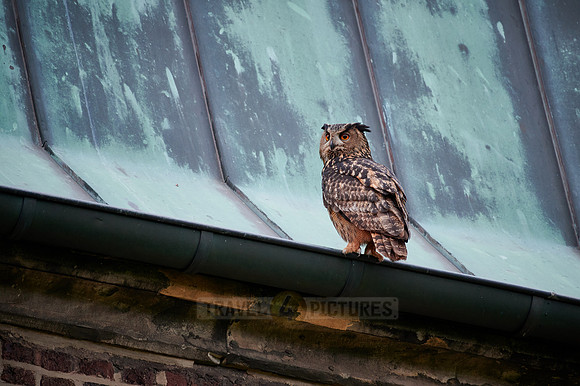 Eurasian eagle-owl (Bubo bubo) sitting on the roof of a church