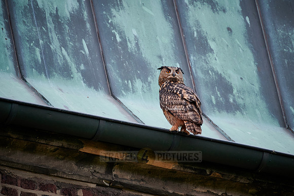 Eurasian eagle-owl (Bubo bubo) sitting on the roof of a church