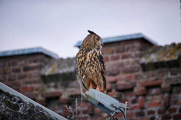 Eurasian eagle-owl (Bubo bubo)