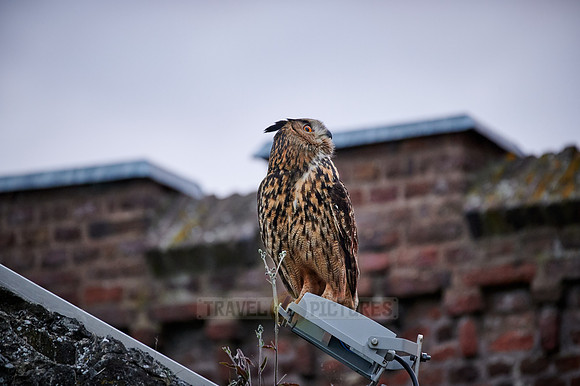 Eurasian eagle-owl (Bubo bubo)