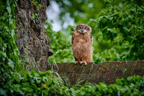 young Eurasian eagle-owl (Bubo bubo)