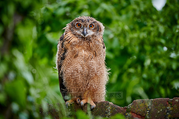 young Eurasian eagle-owl (Bubo bubo)