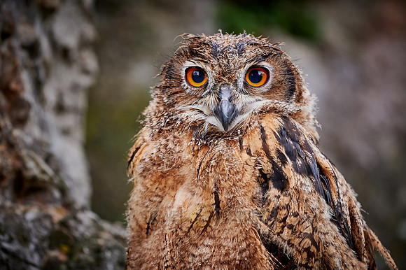 young Eurasian eagle-owl (Bubo bubo)