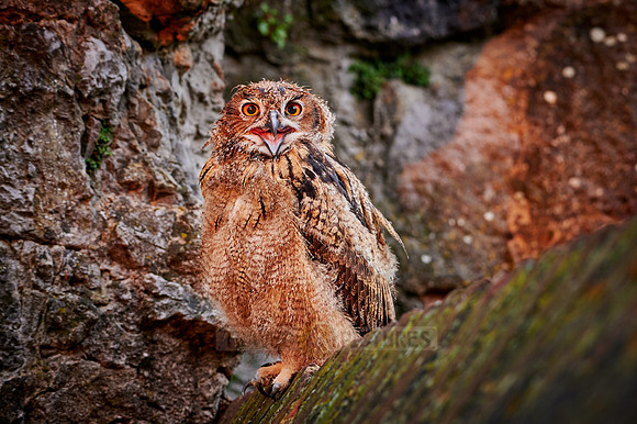 young Eurasian eagle-owl (Bubo bubo)
