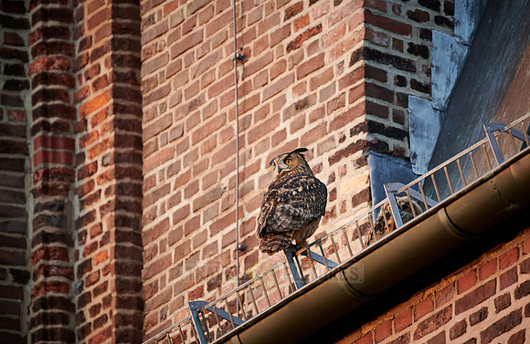 Eurasian eagle-owl (Bubo bubo) sitting on the roof of a church
