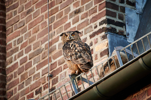 Eurasian eagle-owl (Bubo bubo) sitting on the roof of a church