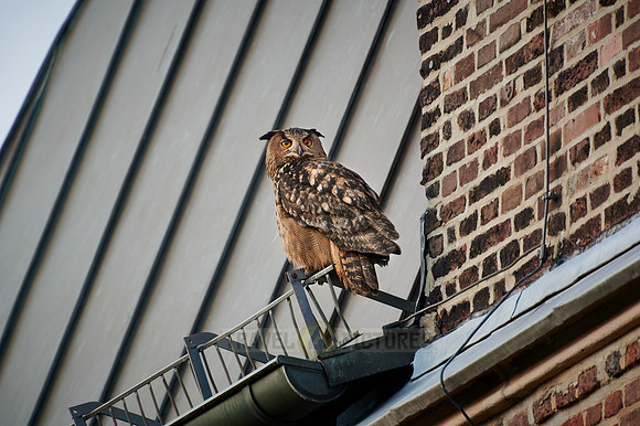 Eurasian eagle-owl (Bubo bubo) sitting on the roof of a church