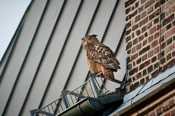 Eurasian eagle-owl (Bubo bubo) sitting on the roof of a church
