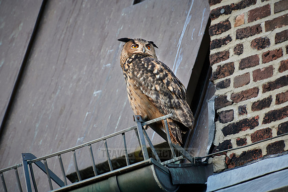 Eurasian eagle-owl (Bubo bubo) sitting on the roof of a church