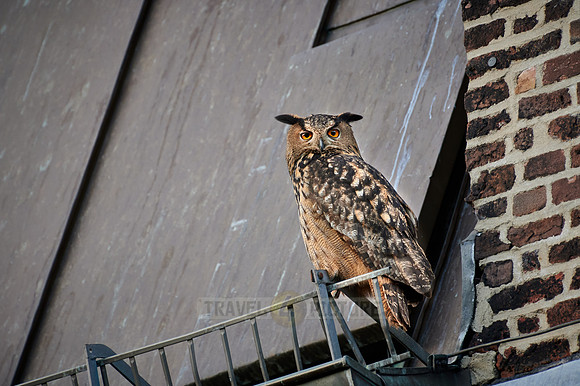 Eurasian eagle-owl (Bubo bubo) sitting on the roof of a church