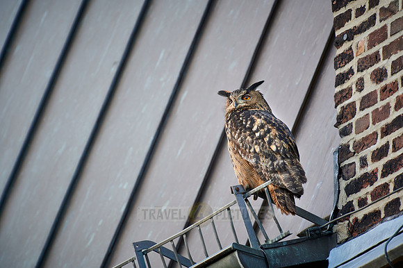 Eurasian eagle-owl (Bubo bubo) sitting on the roof of a church