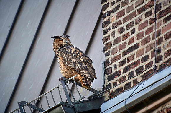 Eurasian eagle-owl (Bubo bubo) sitting on the roof of a church