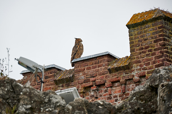Eurasian eagle-owl (Bubo bubo)