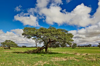 acacia tree in landscape