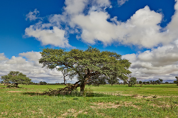 acacia tree in landscape