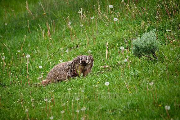 American badger (Taxidea taxus)