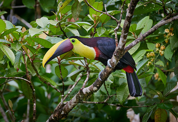 chestnut-mandibled toucan or Swainson's toucan
