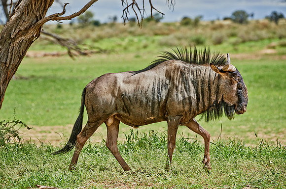 Blue wildebeests, Connochaetes taurinus