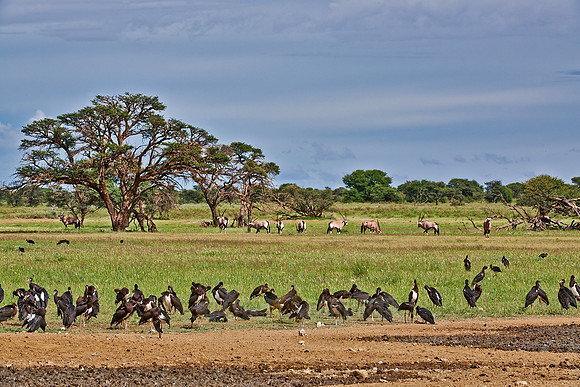 Abdimstorch, Regenstorch oder Abdim, Ciconia abdimii  |Abdim's Stork, Ciconia abdimii|