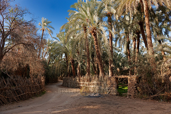 palms in Oasis Bahariya