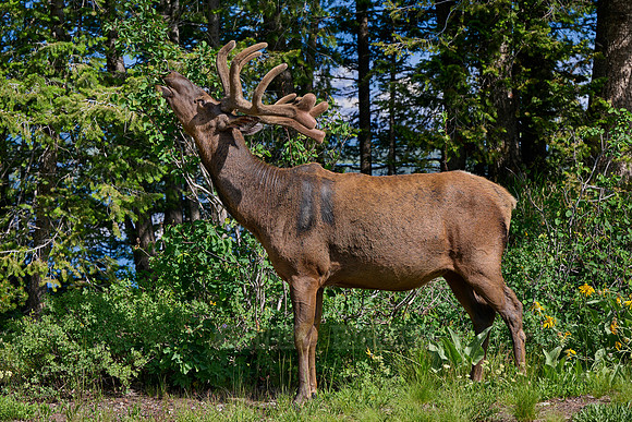 male elk or wapiti (Cervus canadensis)