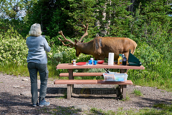 tourist and male elk or wapiti (Cervus canadensis)