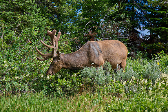 male elk or wapiti (Cervus canadensis)