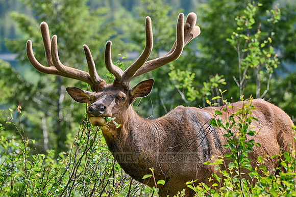 male elk or wapiti (Cervus canadensis)