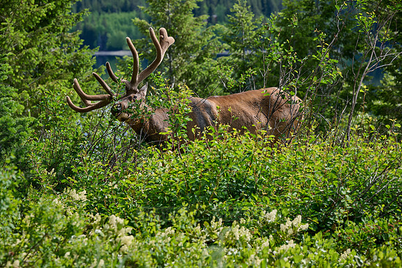 male elk or wapiti (Cervus canadensis)