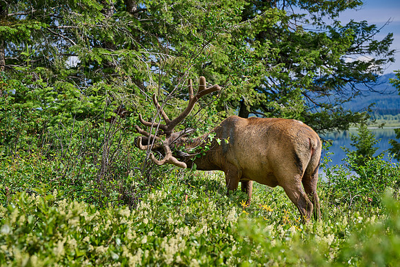 male elk or wapiti (Cervus canadensis)